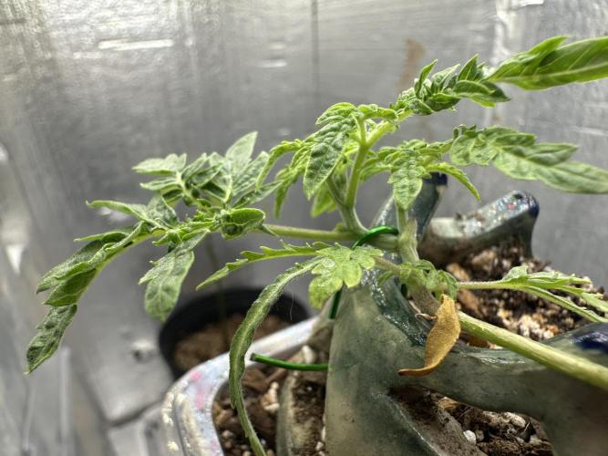 Cleopatra/Crown Bonsai. Week 5