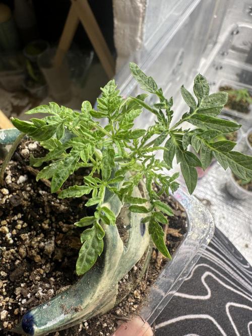Cleopatra/Crown Bonsai. Week 5
