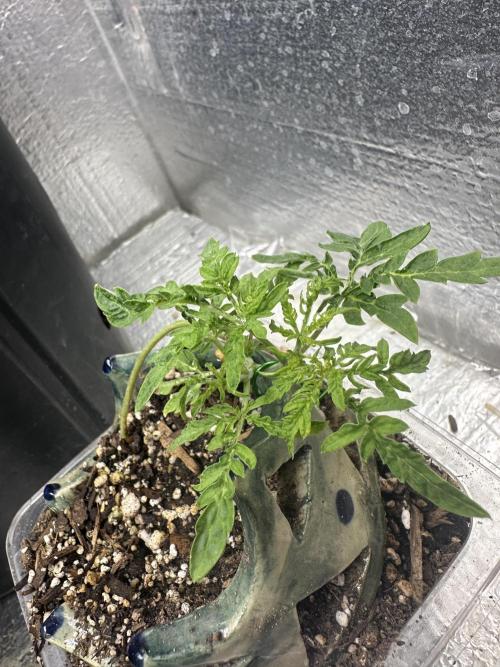 Cleopatra/Crown Bonsai. Week 5