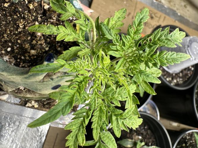 Cleopatra/Crown Bonsai. Week 6