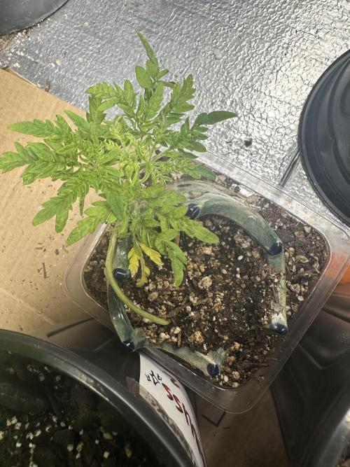 Cleopatra/Crown Bonsai. Week 6