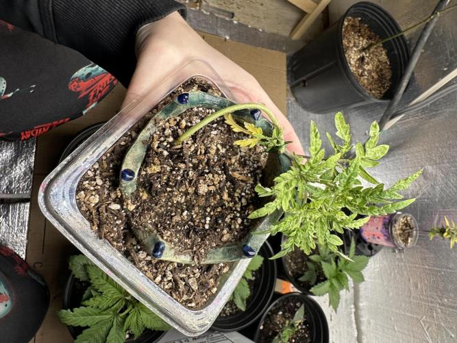 Cleopatra/Crown Bonsai. Week 6