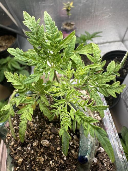 Cleopatra/Crown Bonsai. Week 6