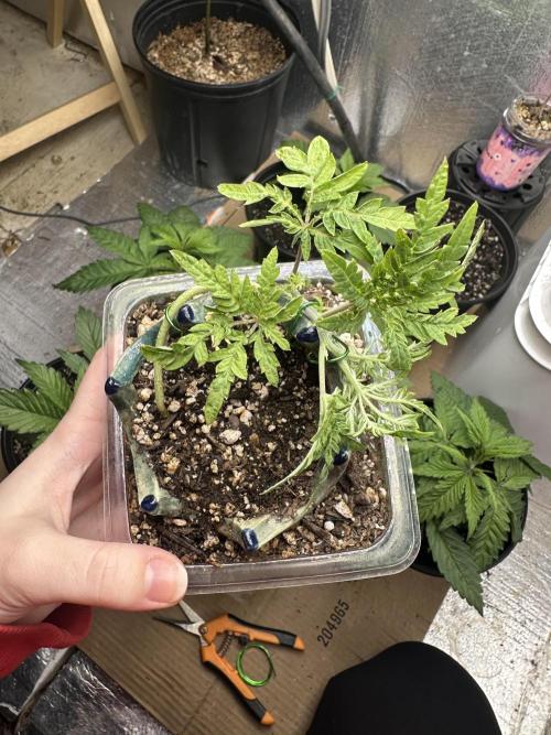 Cleopatra/Crown Bonsai. Week 6