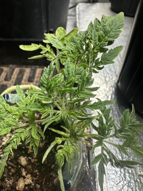Cleopatra/Crown Bonsai. Week 7