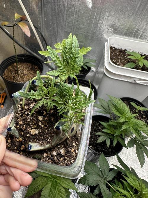 Cleopatra/Crown Bonsai. Week 7
