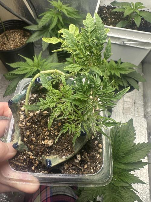 Cleopatra/Crown Bonsai. Week 7