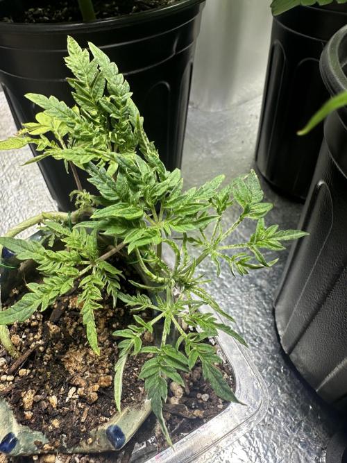 Cleopatra/Crown Bonsai. Week 8