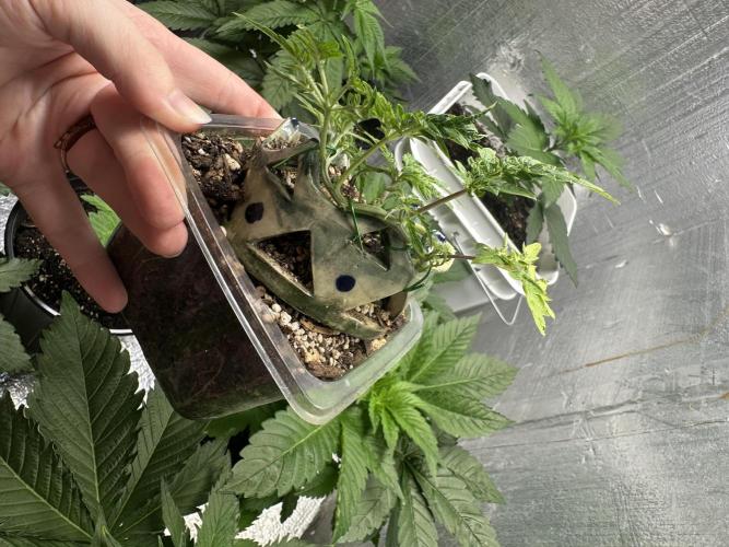Cleopatra/Crown Bonsai. Week 8