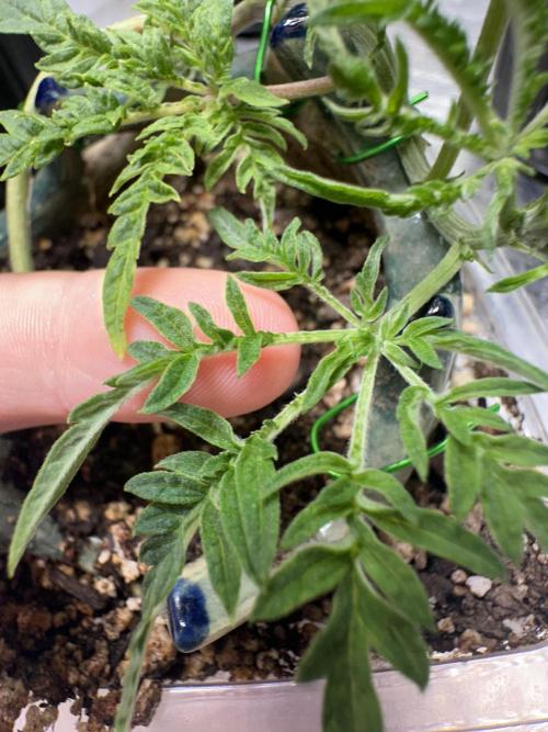 Cleopatra/Crown Bonsai. Week 8