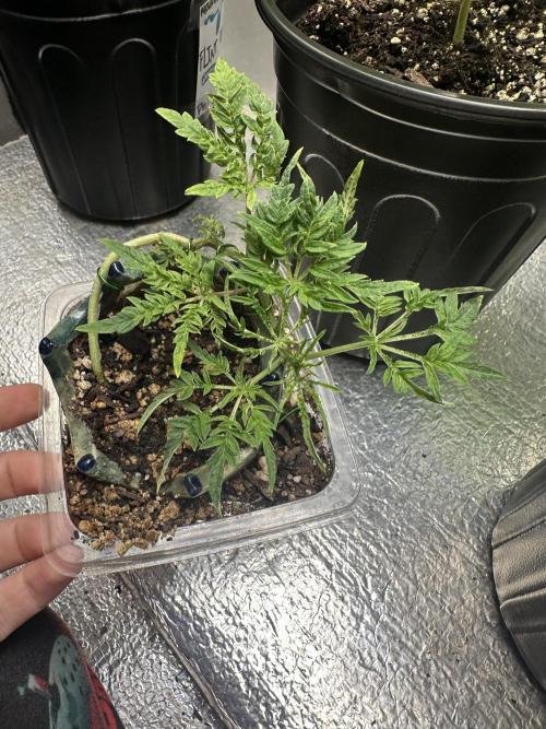 Cleopatra/Crown Bonsai. Week 8