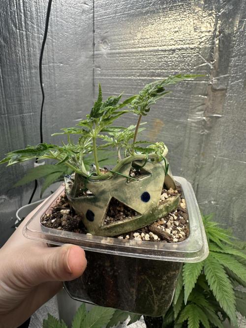 Cleopatra/Crown Bonsai. Week 8