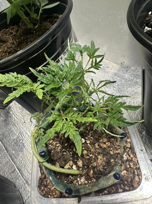 Cleopatra/Crown Bonsai. Week 8