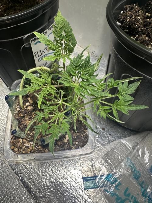 Cleopatra/Crown Bonsai. Week 8