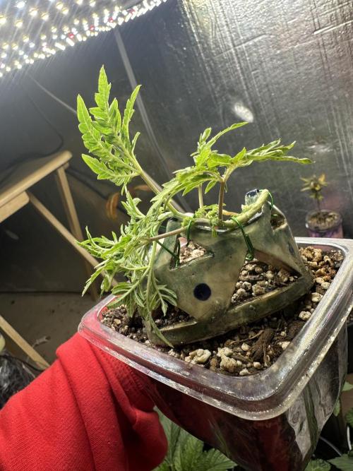 Cleopatra/Crown Bonsai. Week 9