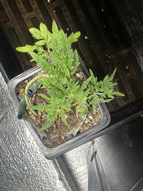 Cleopatra/Crown Bonsai. Week 9