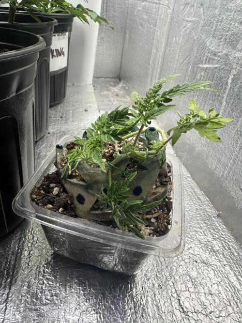Cleopatra/Crown Bonsai. Week 9
