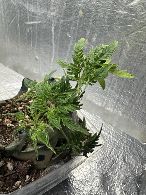 Cleopatra/Crown Bonsai. Week 9