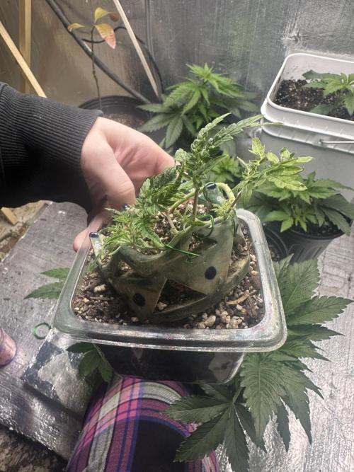 Cleopatra/Crown Bonsai. Week 9