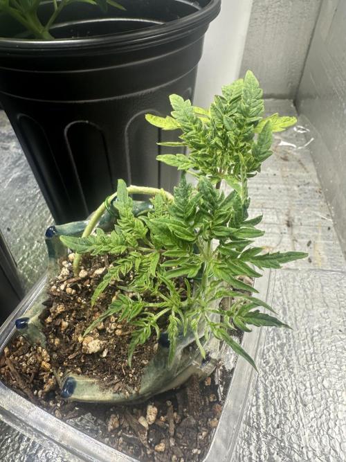 Cleopatra/Crown Bonsai. Week 9