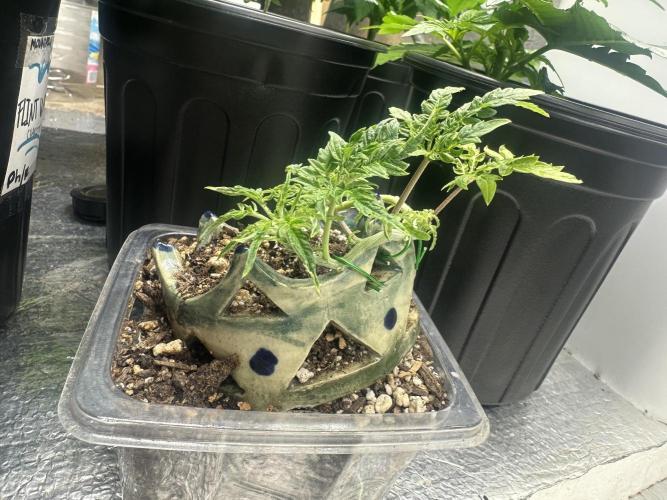 Cleopatra/Crown Bonsai. Week 9