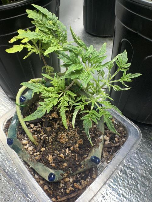 Cleopatra/Crown Bonsai. Week 9