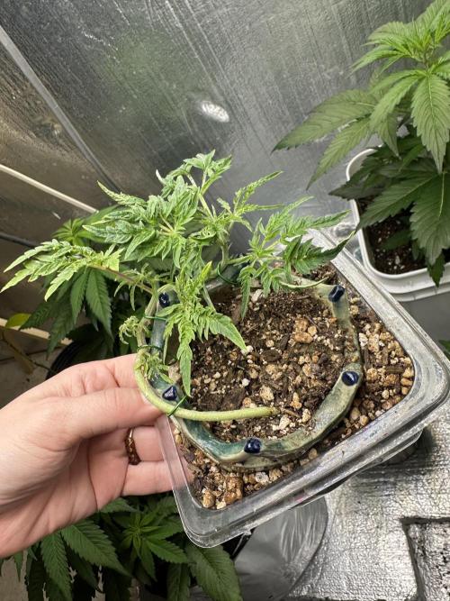 Cleopatra/Crown Bonsai. Week 10