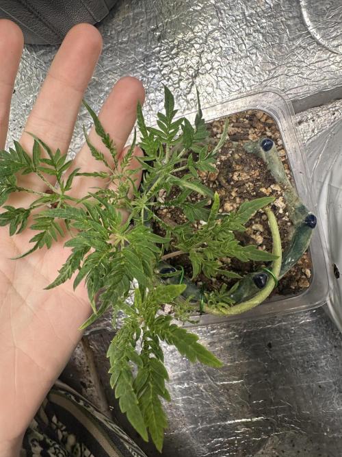 Cleopatra/Crown Bonsai. Week 10