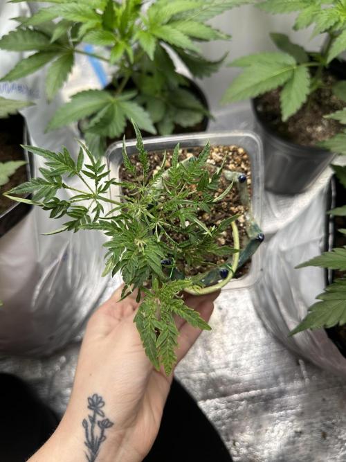 Cleopatra/Crown Bonsai. Week 10