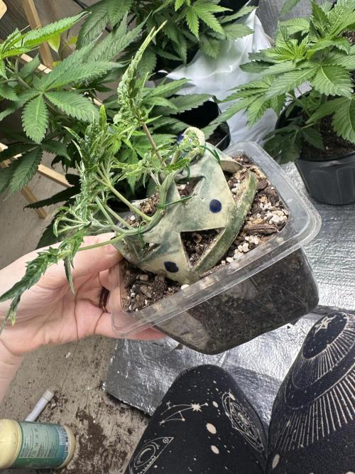 Cleopatra/Crown Bonsai. Week 10