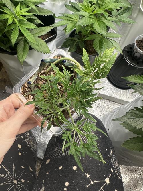 Cleopatra/Crown Bonsai. Week 10
