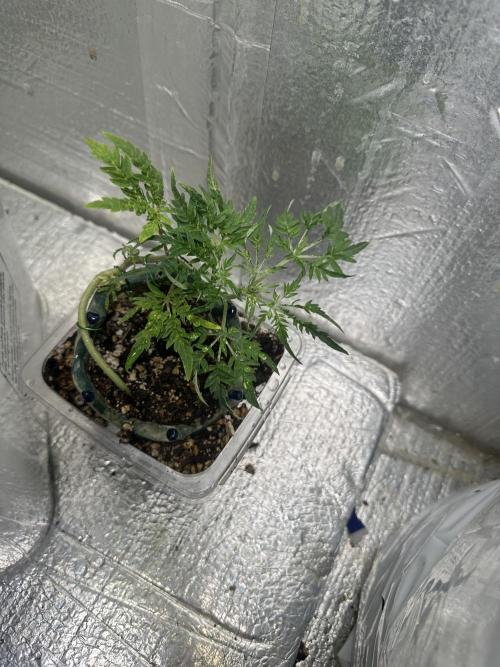 Cleopatra/Crown Bonsai. Week 10