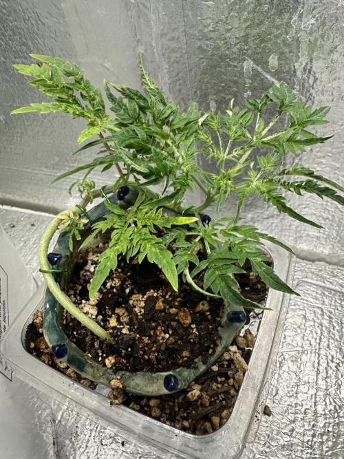 Cleopatra/Crown Bonsai. Week 10