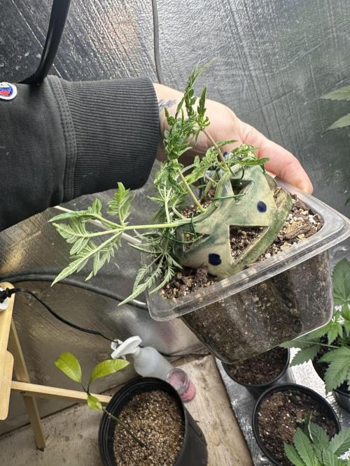 Cleopatra/Crown Bonsai. Week 10
