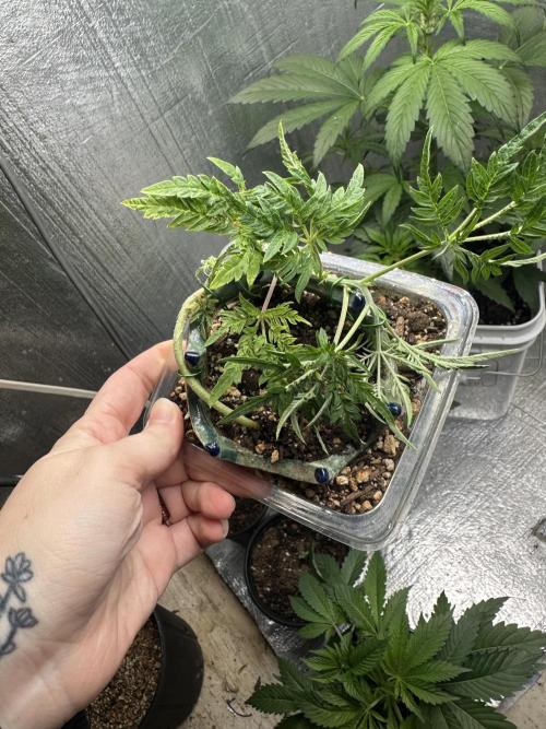 Cleopatra/Crown Bonsai. Week 10