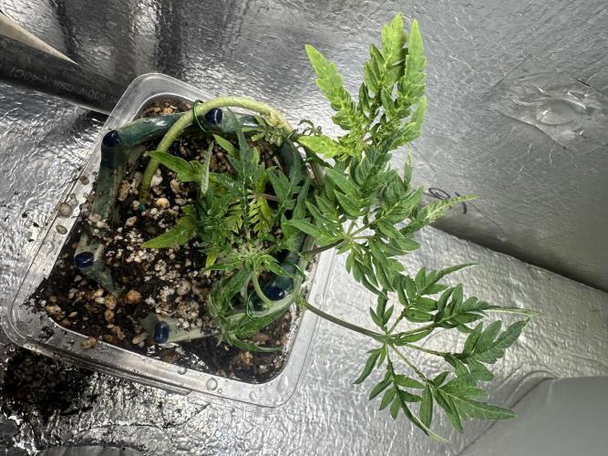 Cleopatra/Crown Bonsai. Week 10
