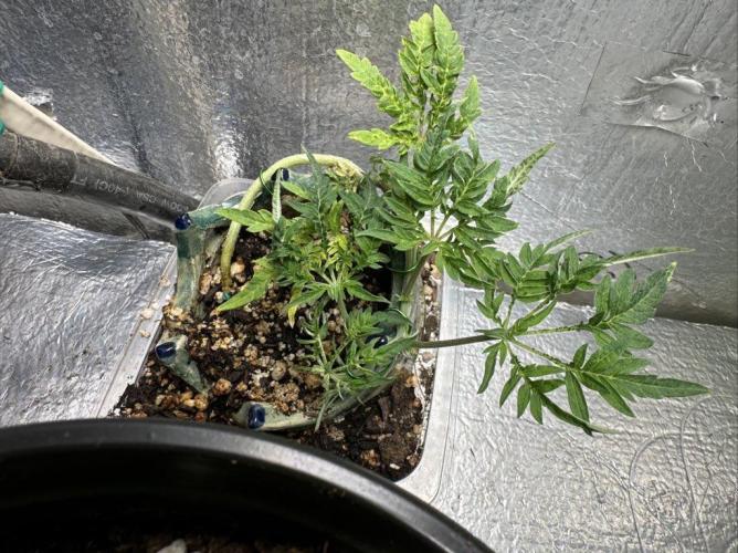 Cleopatra/Crown Bonsai. Week 10