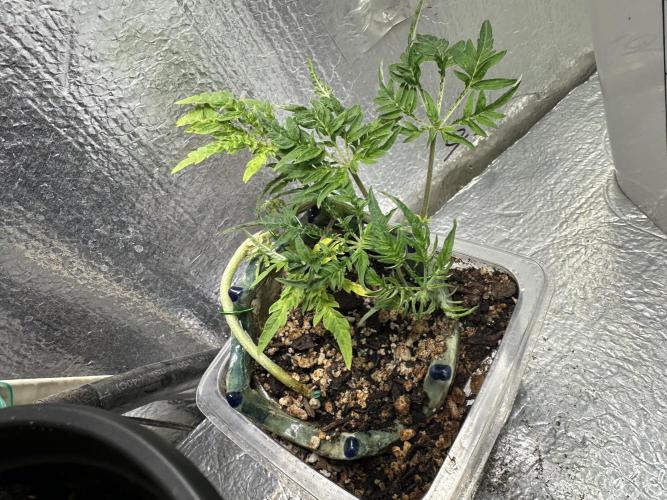 Cleopatra/Crown Bonsai. Week 10
