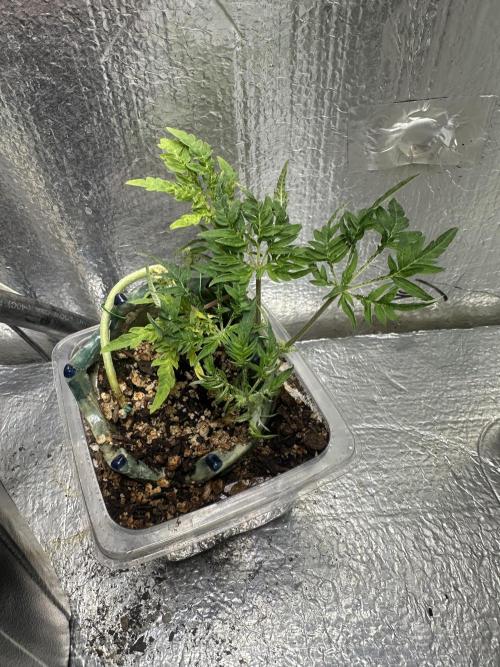 Cleopatra/Crown Bonsai. Week 10
