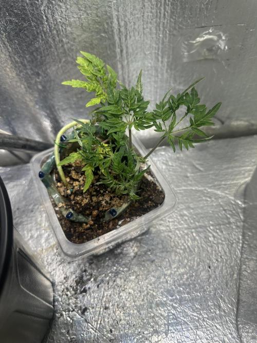 Cleopatra/Crown Bonsai. Week 10