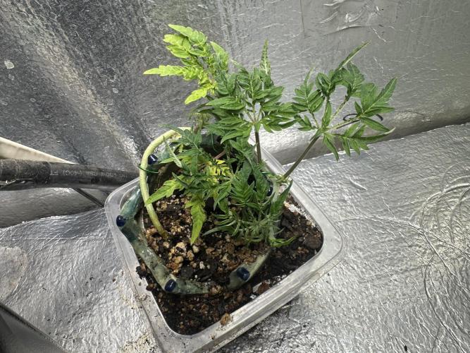 Cleopatra/Crown Bonsai. Week 10
