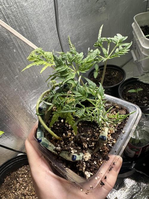 Cleopatra/Crown Bonsai. Week 11