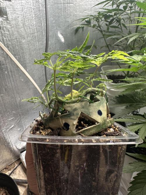 Cleopatra/Crown Bonsai. Week 11