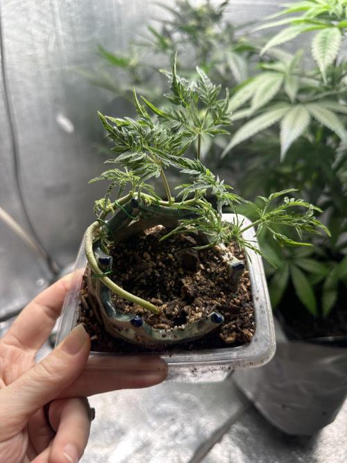 Cleopatra/Crown Bonsai. Week 11