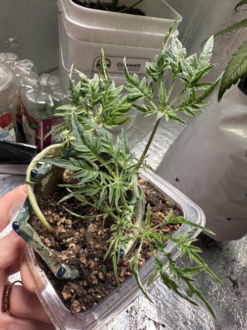 Cleopatra/Crown Bonsai. Week 11