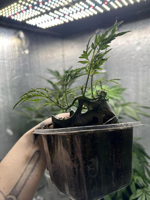 Cleopatra/Crown Bonsai. Week 11