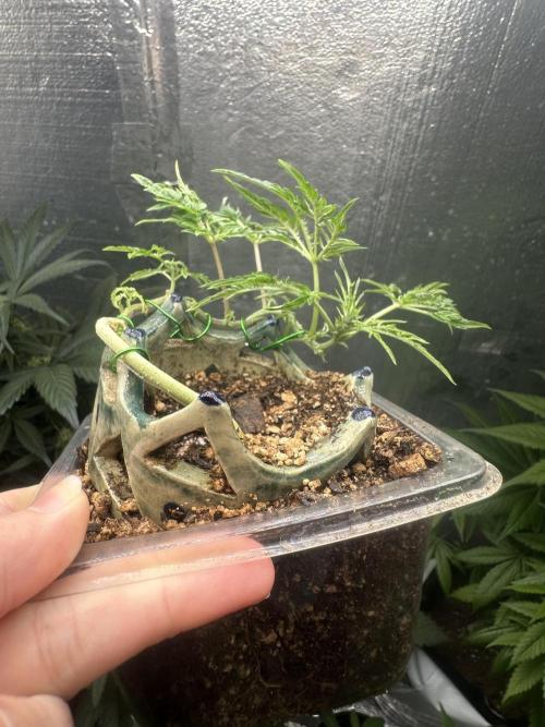 Cleopatra/Crown Bonsai. Week 11