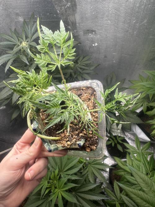 Cleopatra/Crown Bonsai. Week 11