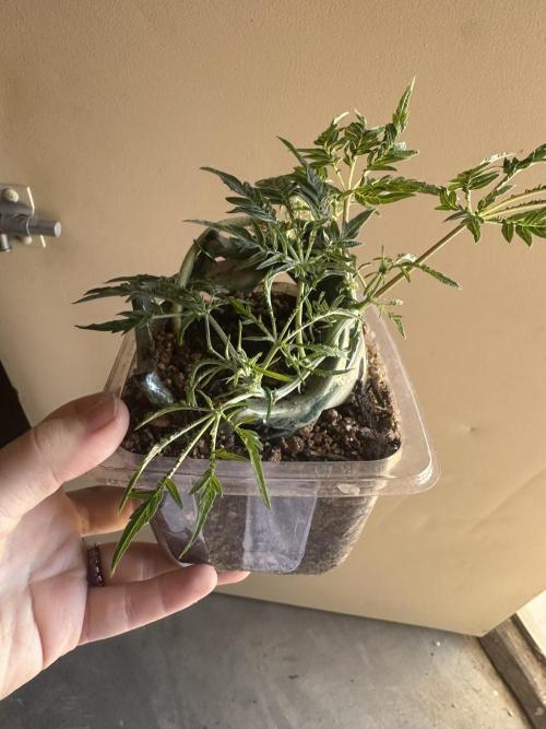 Cleopatra/Crown Bonsai. Week 12