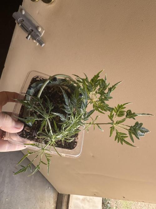 Cleopatra/Crown Bonsai. Week 12